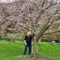 David stands beneath a blossoming japanese cherry tree