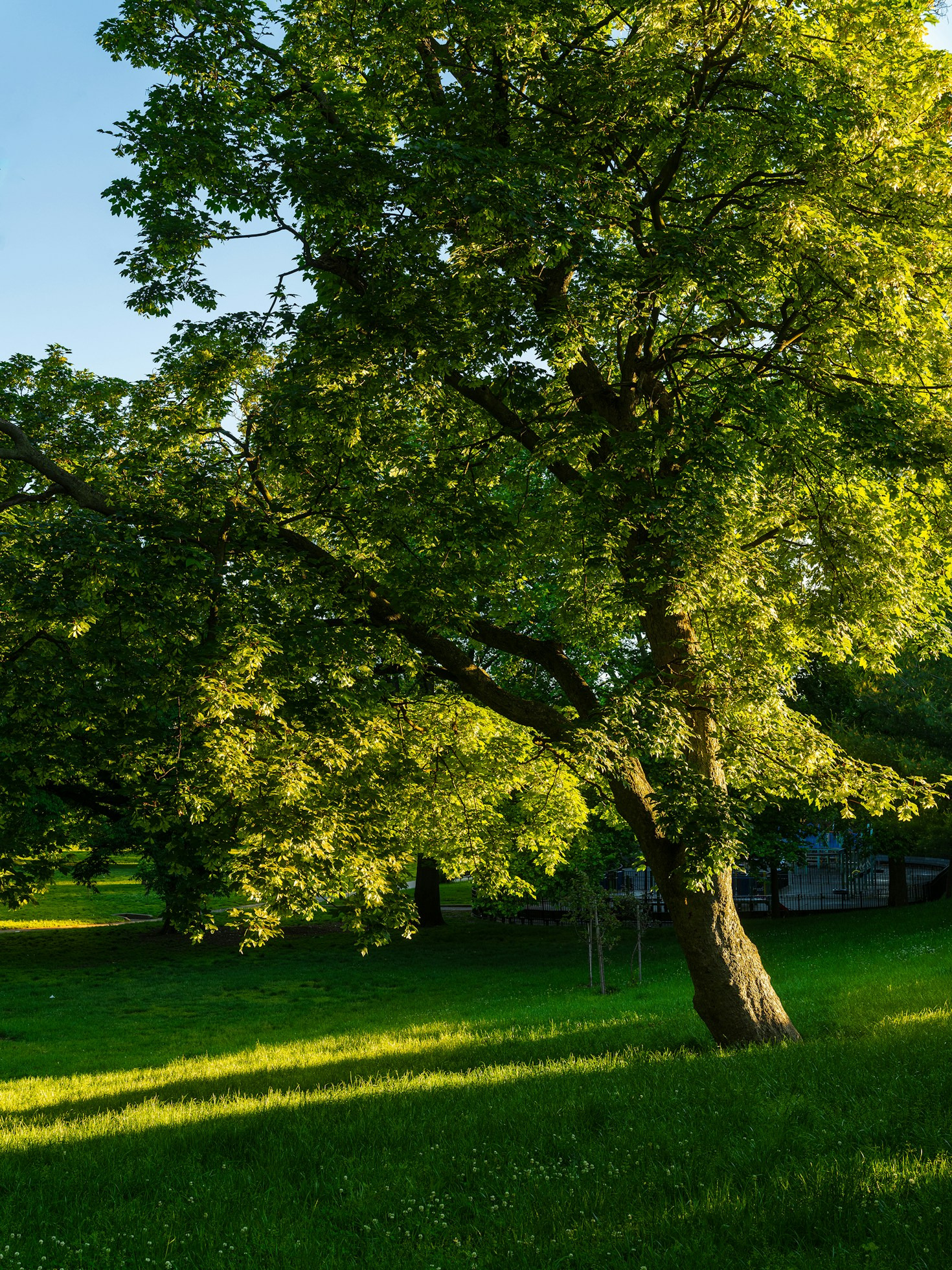 How Green Spaces Transform City Living