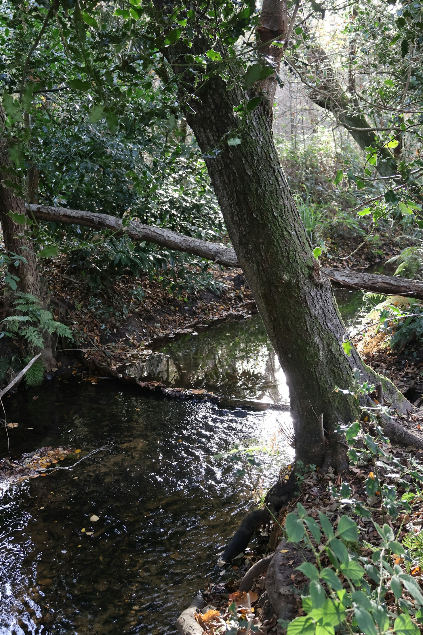 Innovative Solutions for Urban Environmental Challenges